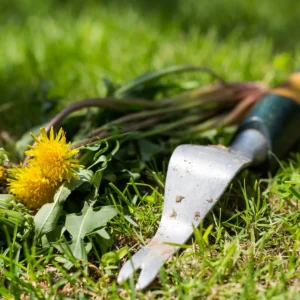 Urniplatsi või 1- kohalise hauaplatsi hooajaline hooldus (7 korda)